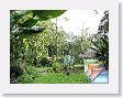 SelvaVerde * (146 Slides)